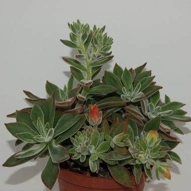 Echeveria pulvinata